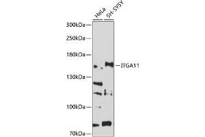 Western blot analysis of extracts of various cell lines, using ITG antibody (ABIN6132866, ABIN6142556, ABIN6142557 and ABIN6214212) at 1:1000 dilution. (ITGA11 抗体  (AA 940-1141))