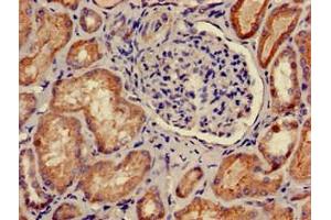 Immunohistochemistry (IHC) image for anti-Protein Kinase, CAMP Dependent, Catalytic, beta (PRKACB) (AA 2-53), (Catalytic Subunit beta) antibody (ABIN7146602)