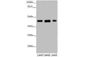 Western blot All lanes: SS18L1 antibody at 2 μg/mL Lane 1: Mouse kidney tissue Lane 2: Mouse lung tissue Lane 3: Mouse spleen tissue Secondary Goat polyclonal to rabbit IgG at 1/10000 dilution Predicted band size: 43, 41, 34, 30, 44 kDa Observed band size: 43 kDa (SS18L1 抗体  (AA 47-396))