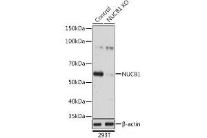 Western blot analysis of extracts from normal (control) and NUCB1 knockout (KO) 293T cells using NUCB1 Polyclonal Antibody at dilution of 1:3000. (Nucleobindin 1 抗体)