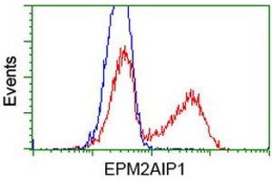 HEK293T cells transfected with either RC209239 overexpress plasmid (Red) or empty vector control plasmid (Blue) were immunostained by anti-EPM2AIP1 antibody (ABIN2452998), and then analyzed by flow cytometry. (EPM2AIP1 抗体)