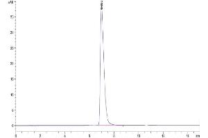 Size-exclusion chromatography-High Pressure Liquid Chromatography (SEC-HPLC) image for Neural Cell Adhesion Molecule 1 (NCAM1) (AA 20-718) protein (His tag) (ABIN7274022)