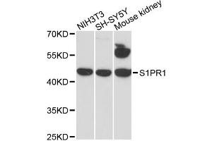 Western blot analysis of extracts of various cell lines, using S1PR1 antibody. (S1PR1 抗体)