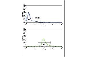 DCT Antibody (N-term) (ABIN652717 and ABIN2842475) flow cytometry analysis of Ramos cells (bottom histogram) compared to a negative control (top histogram). (DCT 抗体  (N-Term))