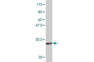 Western Blot detection against Immunogen (31. (ATOH7 抗体  (AA 53-99))