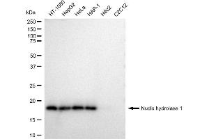 Western blotting analysis using Nudix hydrolase 1 antibody (ABIN7799687).