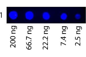 Dot Blot of Fluorescein conjugated Human Transferrin. (Transferrin Protein (TF) (FITC))