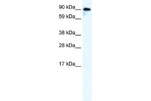 GRIK2 antibody used at 0. (GRIK2 抗体  (C-Term))
