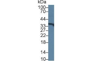 Detection of RGN in Human Lung lysate using Polyclonal Antibody to Regucalcin (RGN) (Regucalcin 抗体  (AA 65-299))
