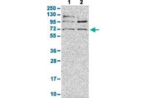 Western Blot analysis with LY9 polyclonal antibody . (LY9 抗体  (AA 477-561))