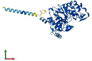 Protein Structure (PS) image for Glucosaminyl (N-Acetyl) Transferase 3, Mucin Type (GCNT3) (AA 1-437) protein (His tag) (ABIN7557468)