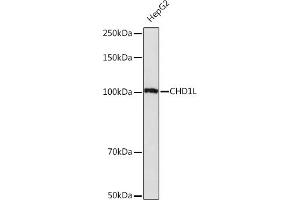 Western blot analysis of extracts of HepG2 cells, using CHD1L Rabbit mAb (ABIN7266361) at 1:1000 dilution. (CHD1L 抗体)