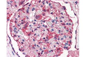 Anti-Nestin antibody IHC of human kidney. (Nestin 抗体  (AA 1464-1614))