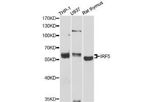 Western blot analysis of extracts of various cell lines, using IRF5 antibody (ABIN1873273) at 1:1000 dilution. (IRF5 抗体)