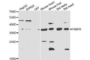 Western blot analysis of extracts of various cell lines, using FKBP6 antibody.