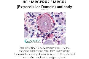 Image no. 1 for anti-G Protein-Coupled Receptor MRGX2 (MRGPRX2) (3rd Extracellular Domain) antibody (ABIN1737074) (MRGPRX2 抗体  (3rd Extracellular Domain))