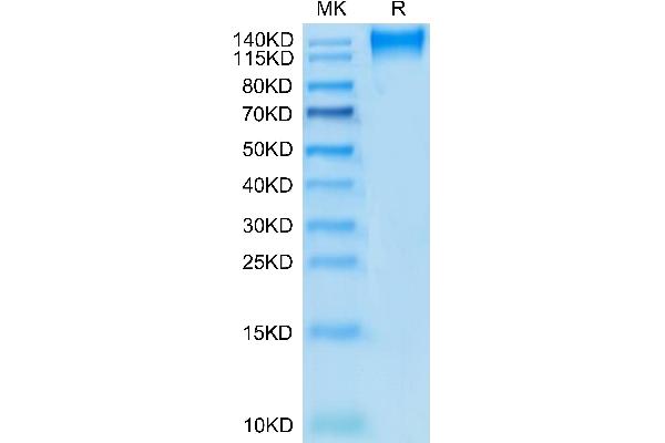 CD96 Protein (CD96) (AA 22-503) (mFc Tag)