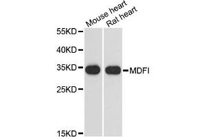 Western blot analysis of extracts of various cell lines, using MDFI antibody.