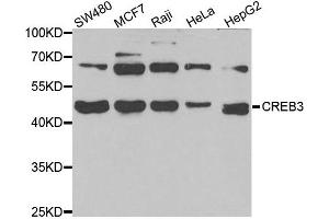 Western blot analysis of extracts of various cell lines, using CREB3 antibody. (CREB3 抗体)