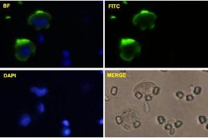 U-2 OS cells were stained with MCAM-FITC labeled monoclonal antibody (Green). (MCAM 抗体  (AA 1-646))