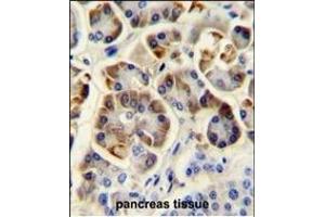 KCNJ6 Antibody (Center) (ABIN652033 and ABIN2840507) immunohistochemistry analysis in formalin fixed and paraffin embedded human pancreas tissue followed by peroxidase conjugation of the secondary antibody and DAB staining. (KCNJ6 抗体  (AA 26-55))
