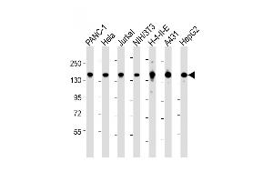 All lanes : Anti-SF3B1 Antibody (N-term) at 1:2000 dilution Lane 1: NC-1 whole cell lysate Lane 2: Hela whole cell lysate Lane 3: Jurkat whole cell lysate Lane 4: NIH/3T3 whole cell lysate Lane 5: H-4-II-E whole cell lysate Lane 6: A431 whole cell lysate Lane 7: HepG2 whole cell lysate Lysates/proteins at 20 μg per lane. (SF3B1 抗体  (N-Term))