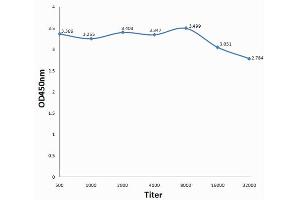 Antigen: 0. (MEF2A 抗体  (pSer408))