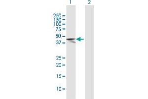 Western Blot analysis of PTPN7 expression in transfected 293T cell line by PTPN7 MaxPab polyclonal antibody. (PTPN7 抗体  (AA 1-360))