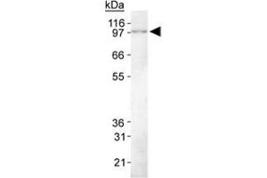 Western Blot Analysis of KIAA1524 in HeLa whole cell lysate using KIAA1524 monoclonal antibody, clone 2G10 . (KIAA1524 抗体  (C-Term))
