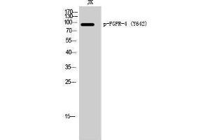 Western Blotting (WB) image for anti-Fibroblast Growth Factor Receptor 4 (FGFR4) (pTyr642) antibody (ABIN3182397) (FGFR4 抗体  (pTyr642))