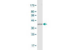 Western Blot detection against Immunogen (38. (MDH2 抗体  (AA 134-246))