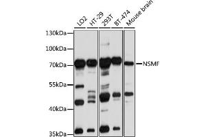 Western blot analysis of extracts of various cell lines, using NSMF antibody (ABIN1681015, ABIN3019087, ABIN3019088 and ABIN6220710) at 1:1000 dilution. (NMDA Receptor Synaptonuclear Signaling and Neuronal Migration Factor (NSMF) (AA 226-505) 抗体)