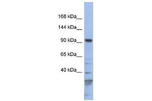 Myosin Ic antibody used at 1 ug/ml to detect target protein. (Myosin IC 抗体  (N-Term))