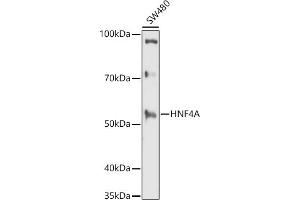 Western blot analysis of extracts of SW480 cells, using HNF4A antibody (ABIN3022869, ABIN3022870, ABIN3022871 and ABIN6219273) at 1:1000 dilution. (HNF4A 抗体  (AA 200-300))