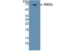 Western blot analysis of recombinant Huma NANOG. (Nanog 抗体  (AA 1-305))