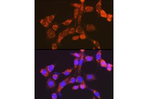 Immunofluorescence analysis of NIH-3T3 cells using NDUFV1 Rabbit pAb  at dilution of 1:100 (40x lens). (NDUFV1 抗体  (AA 1-250))