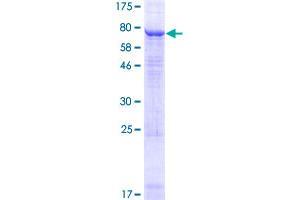 KCNV1 Protein (AA 1-500) (GST tag)