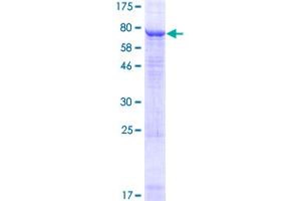 KCNV1 Protein (AA 1-500) (GST tag)