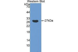 Western Blotting (WB) image for anti-Glutathione S-Transferase alpha 5 (GSTa5) (AA 1-221) antibody (ABIN3205771) (GSTa5 抗体  (AA 1-221))