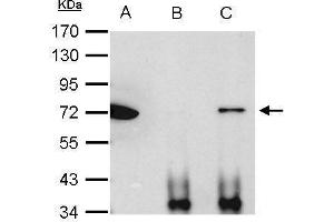 IP Image Ku70 antibody immunoprecipitates Ku70 protein in IP experiments.