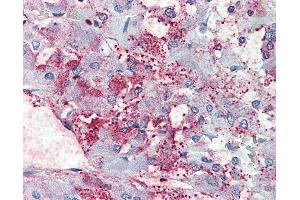 Anti-C8orf55 antibody IHC of human adrenal. (THEM6 抗体  (Internal Region))