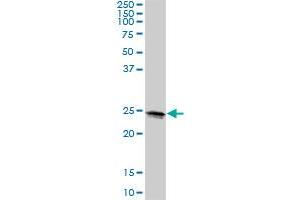 LOC399818 MaxPab polyclonal antibody. (METTL10 抗体  (AA 1-192))