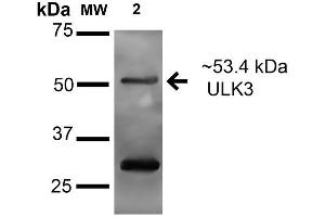 ULK3 anticorps  (AA 166-177) (Atto 390)