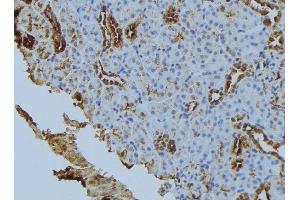 ABIN6279867 at 1/100 staining Mouse kidney tissue by IHC-P. (Syntaxin 6 抗体  (Internal Region))