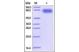 SDS-PAGE (SDS) image for Programmed Cell Death 1 Ligand 2 (PDCD1LG2) (AA 20-219) (Active) protein (Fc Tag) (ABIN2749238)