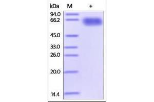 Human PD-L2, Fc Tag (HPLC-verified) on SDS-PAGE under reducing (R) condition. (PDCD1LG2 Protein (AA 20-219) (Fc Tag))