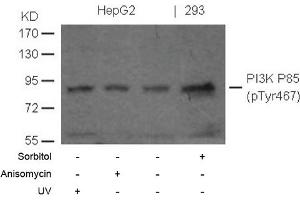 Image no. 1 for anti-Phosphoinositide 3 Kinase, p85 alpha (PI3K p85a) (pTyr467) antibody (ABIN372743) (PIK3R1 抗体  (pTyr467))