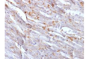 Formalin-fixed, paraffin-embedded Mouse Heart stained with N-Cadherin Mouse Monoclonal Antibody (CDH2/1573). (N-Cadherin 抗体  (Intracellular))