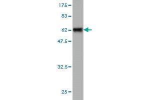 Western Blotting (WB) image for anti-Solute Carrier Family 25 (Mitochondrial Carrier, Oxoglutarate Carrier), Member 11 (SLC25A11) (AA 1-314) antibody (ABIN563611)