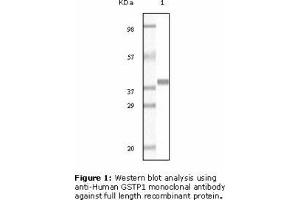Image no. 2 for anti-Glutathione S-Transferase pi 1 (GSTP1) antibody (ABIN207627) (GSTP1 抗体)